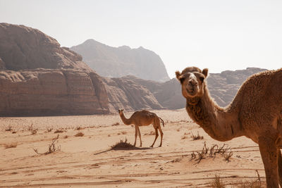 Camels in desert at sunny day