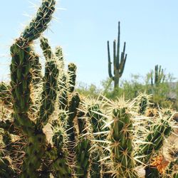 Close-up of cactus growing on field against sky