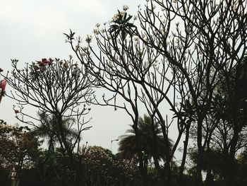 Low angle view of trees against sky