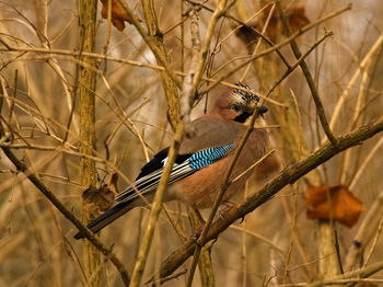 Eurasian jay between the branches.  eurasian jay, garrulus glandarius.