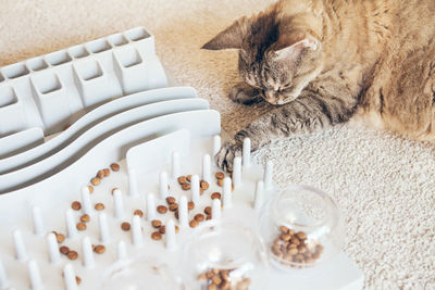 High angle view of cat on table