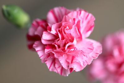 Close-up of pink rose flower