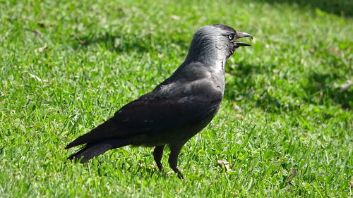 Raven on grass in a beautiful day