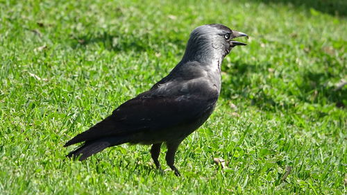 Close-up of a bird on grass