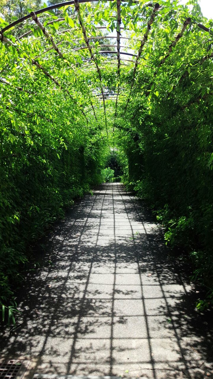 tree, the way forward, growth, diminishing perspective, footpath, green color, tranquility, nature, vanishing point, walkway, branch, plant, sunlight, park - man made space, tranquil scene, beauty in nature, pathway, narrow, day, lush foliage