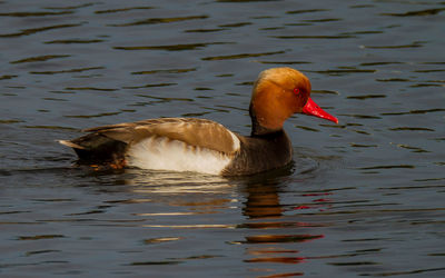 Duck swimming in lake