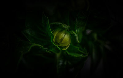 Close-up of fresh white rose against black background