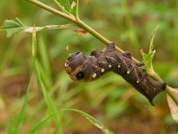 Close-up of insect on plant