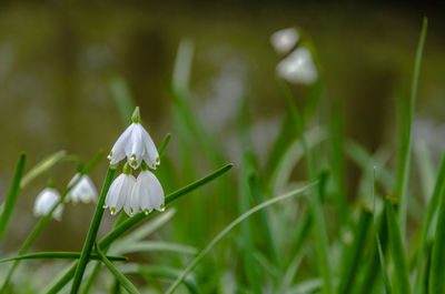Close-up of white flowering plant on field