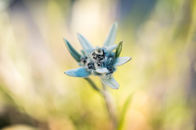 Close-up of insect on flower