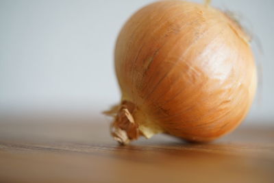 Close-up of shell on white background