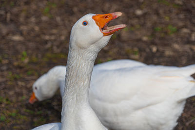 Close up low-level view of embden emden geese. of single goose showing orange beak and blue eye