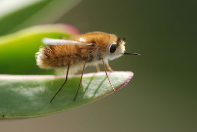 Close-up of insect on plant