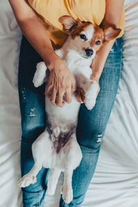 Beautiful woman with dog taking care of them in bed. jack russell. 