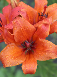 Close-up of wet orange lily blooming outdoors