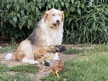 View of dog sitting on field