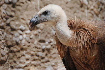 Close-up of vulture