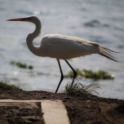 Bird on a lake