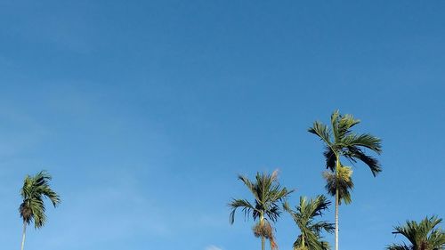 Low angle view of trees against blue sky