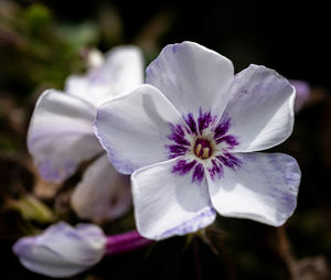 Close-up of white flowering plant