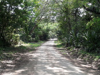 Dirt road amidst trees in forest