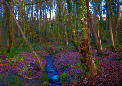 View of trees in forest