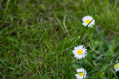 Close-up of crocus blooming on field