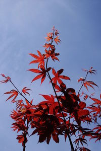 Low angle view of red autumn tree against sky