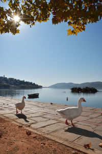 Geese walking on a row at the waterfront of the lake orestiada in kastoria,greece