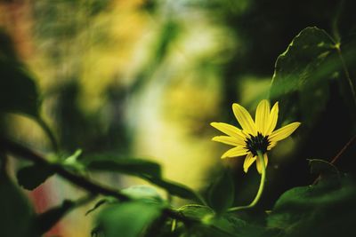 Close-up of yellow flowers growing outdoors