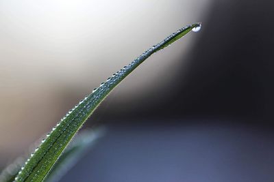 Close-up of lizard on leaf