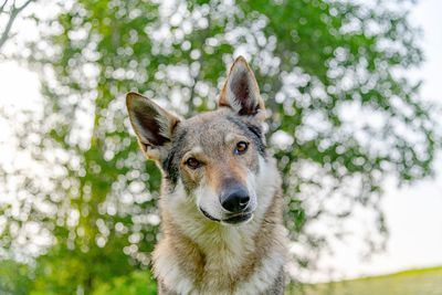 Portrait of a dog against trees
