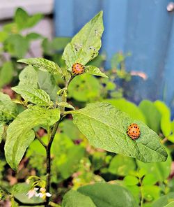 Close-up of ladybug on plant