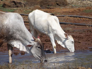 Side view of cows drinking water
