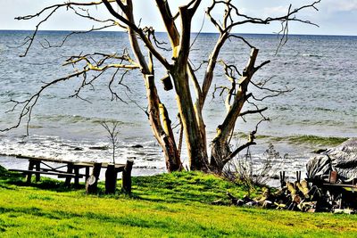 Bare tree by sea against sky