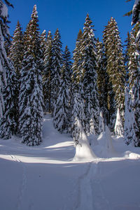 Trees growing in mountains