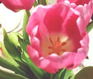Close-up of pink flowers