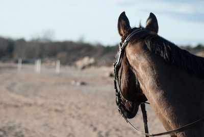 Close-up of horse on field against sky