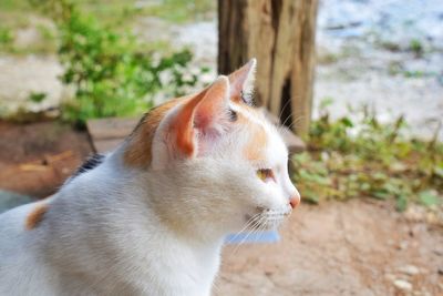 Close-up of a cat looking away