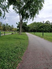 Street amidst trees and plants in park