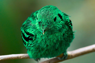 Close-up of parrot perching on branch