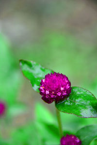 Close-up of purple flower