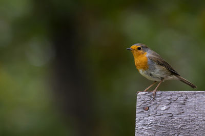 Close-up of bird perching on wooden post