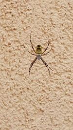 Close-up of insect on wall