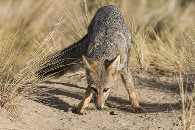 Close-up of fox on field