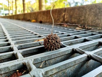 Close-up of dried leaf on metal grate