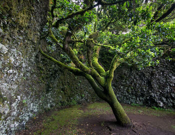 Tree growing in forest