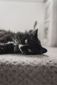 Close-up portrait of a cat