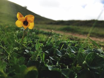 Close-up of yellow flowers blooming in field