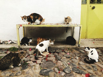 Cats in the ground